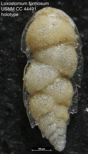 Loxostomum formosum Cushman & Todd, 1945