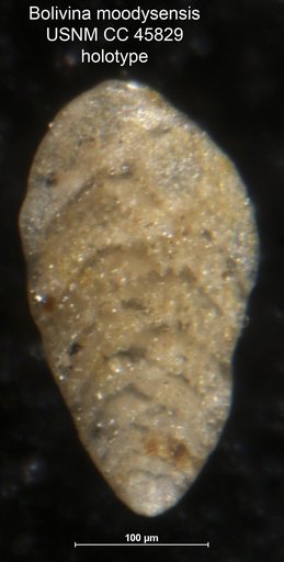 Bolivina moodysensis Cushman & Todd, 1945