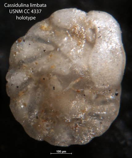 Cassidulina limbata Cushman & Hughes, 1925