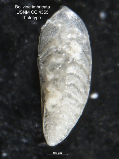 Bolivina imbricata Cushman, 1925