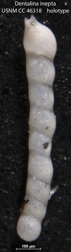 Dentalina inepta Cushman, 1947