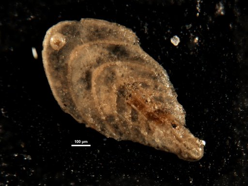 Plectofrondicularia oregonensis Cushman et al., 1948
