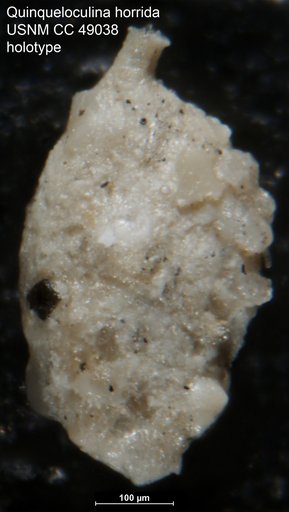 Quinqueloculina horrida Cushman, 1964
