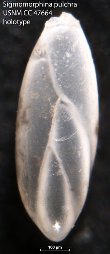 Sigmomorphina pulchra Todd, 1952
