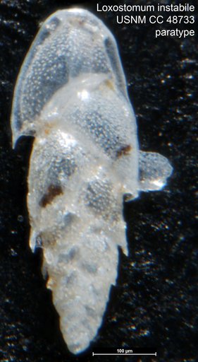 Loxostomum instabile Cushman & McCulloch, 1942