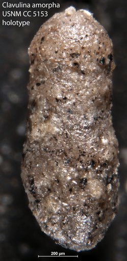 Clavulina amorpha Cushman, 1926
