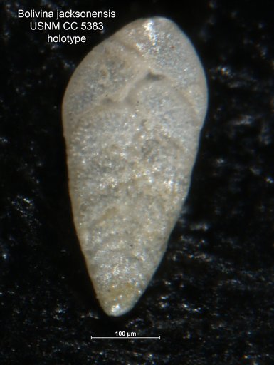 Bolivina jacksonensis Cushman & Applin, 1926