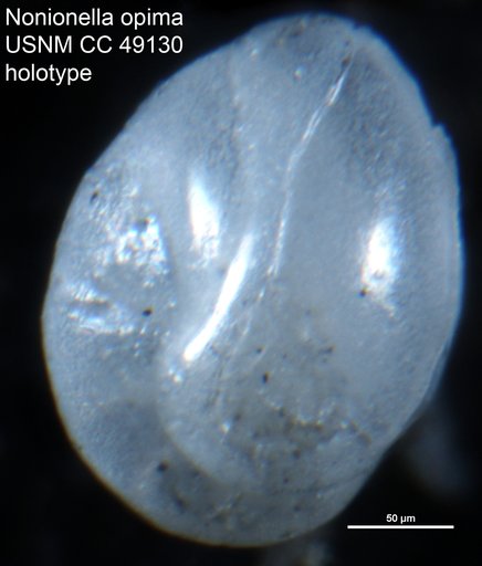 Nonionella opima Cushman, 1947
