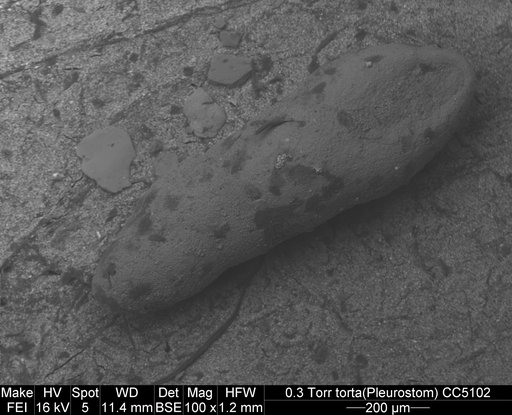 Pleurostomella torta Cushman, 1926