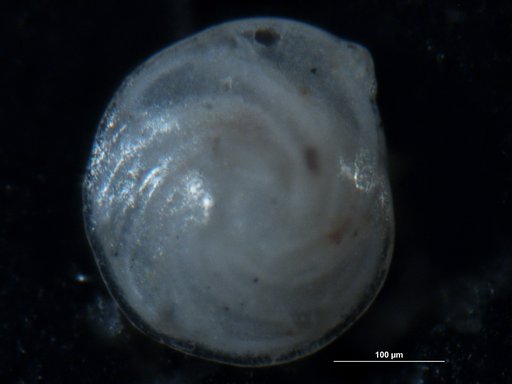 Robulus insulsus Cushman, 1947