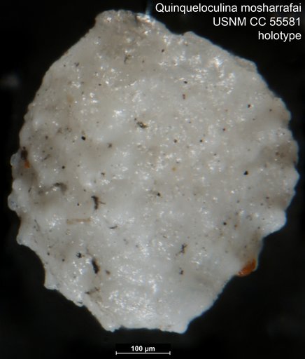 Quinqueloculina mosharrafai Said, 1949