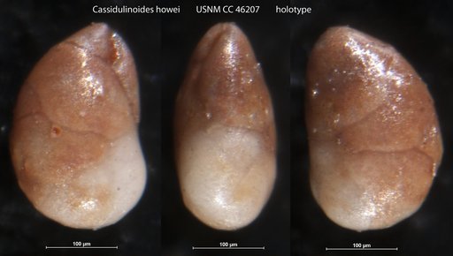 Cassidulinoides howei Cushman, 1946