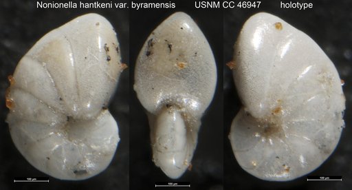 Nonionella hantkeni var. byramensis Cushman & Todd, 1946