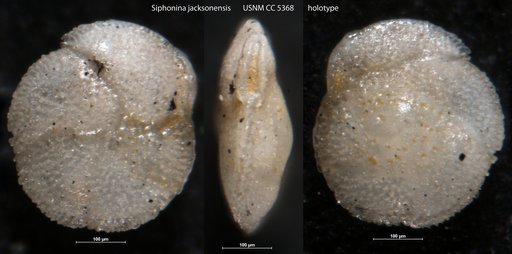 Siphonina jacksonensis Cushman & Applin, 1926