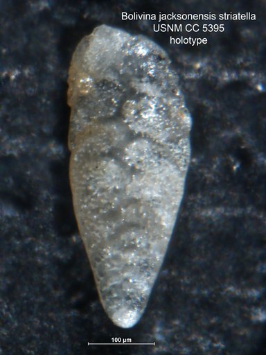Bolivina jacksonensis var. striatella Cushman & Applin, 1926