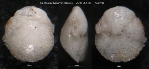 Siphonina advena var. eocenica Cushman & Applin, 1926