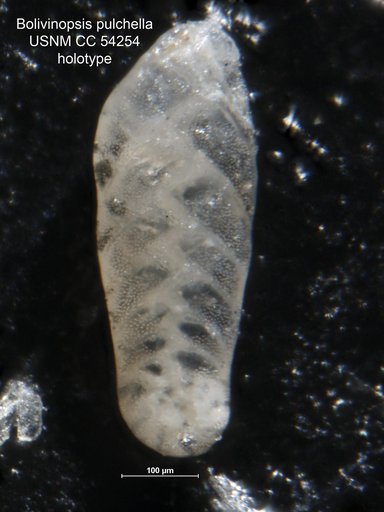 Bolivinopsis pulchella Cushman & Stainforth, 1947