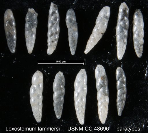 Loxostomum lammersi Cushman & Ten Dam, 1947