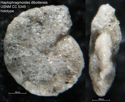 Haplophragmoides dibollensis Cushman & Applin, 1926