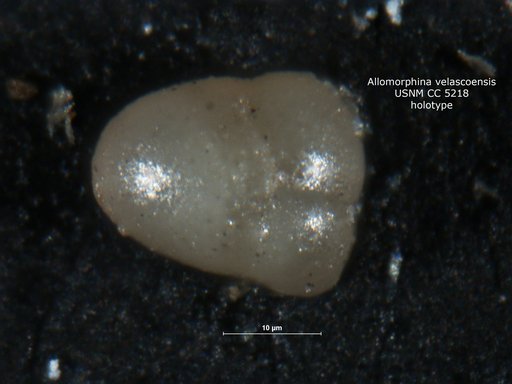 Allomorphina velascoensis Cushman, 1926