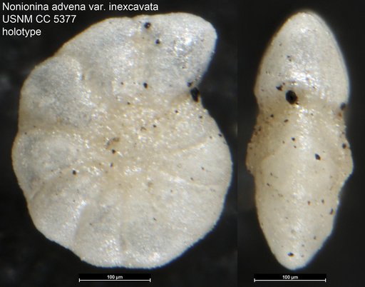 Nonionina advena var. inexcavata Cushman & Applin, 1926