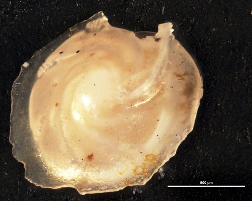 Robulus clericii var. acies Cushman & Renz, 1947