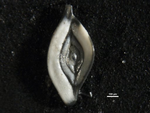 Spiroloculina elegantissima Said, 1949