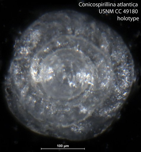 Conicospirillina atlantica Cushman, 1947