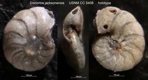 Discorbis jacksonensis Cushman & Applin, 1926