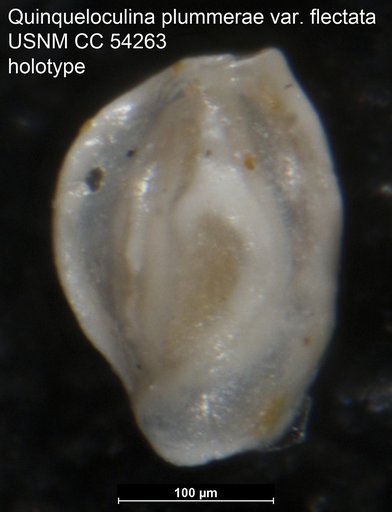 Quinqueloculina plummerae var. flectata Cushman, 1947