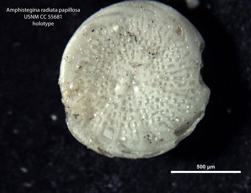 Amphistegina radiata var. papillosa Said, 1949