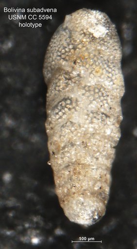 Bolivina subadvena Cushman, 1926