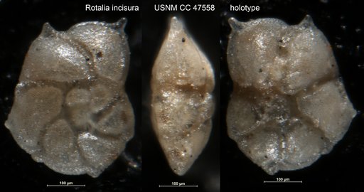 Rotalia incisura Todd, 1952