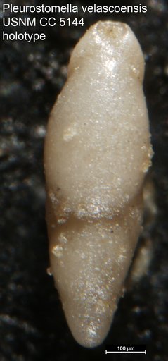 Pleurostomella velascoensis Cushman, 1926