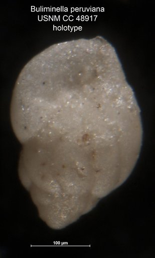 Buliminella peruviana Cushman & Stone, 1947
