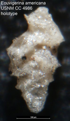 Eouvigerina americana Cushman, 1926