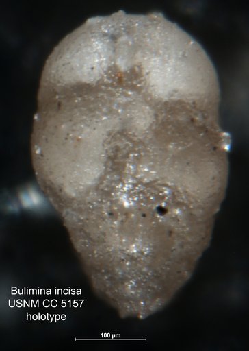 Bulimina incisa Cushman, 1926
