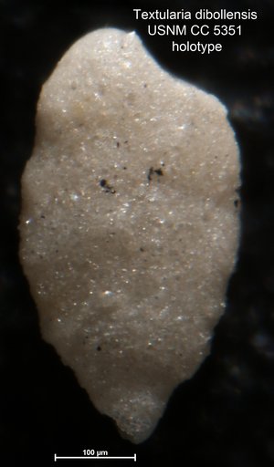 Textularia dibollensis Cushman & Applin, 1926
