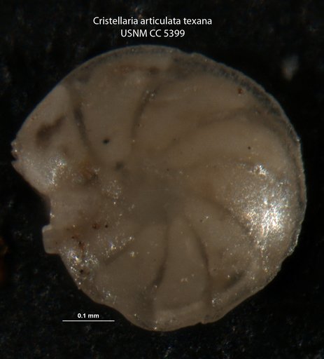 Cristellaria articulata var. texana Cushman & Applin, 1926
