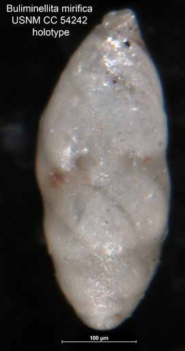 Buliminellita mirifica Cushman & Stainforth, 1947