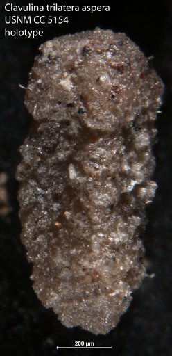 Clavulina trilatera var. aspera Cushman, 1926