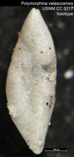 Polymorphina velascoensis Cushman, 1926