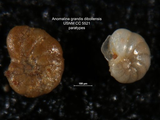 Anomalina granosa var. dibollensis Cushman & Applin, 1926