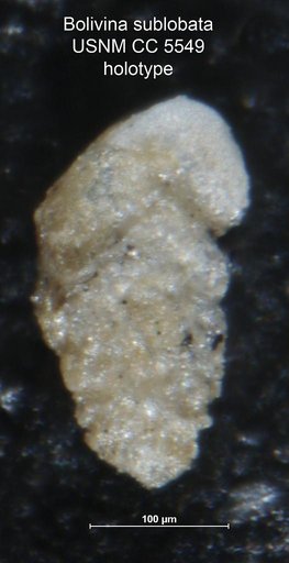 Bolivina sublobata Cushman, 1936