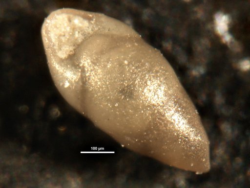 Pleurostomella clavata Cushman, 1926