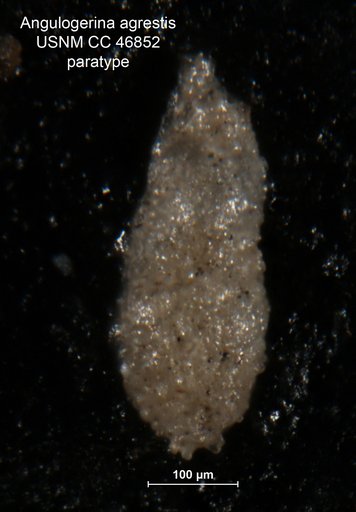 Angulogerina agrestis Todd, 1948