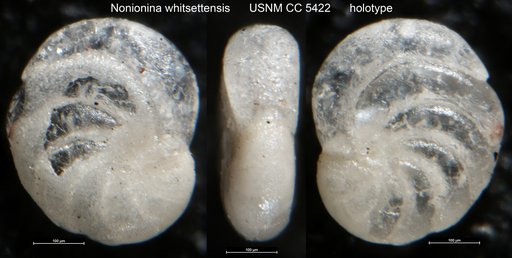Nonionina whitsettensis Cushman & Applin, 1926