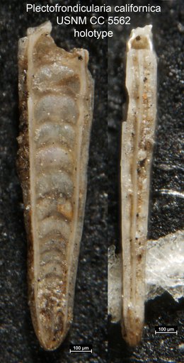 Plectofrondicularia californica Cushman & Stewart, 1926