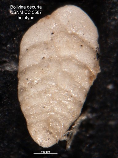 Bolivina decurtata Cushman, 1926