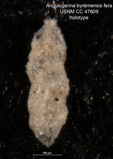 Angulogerina byramensis var. fera Todd, 1952